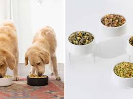 pienso seco vs comida húmeda para perros.